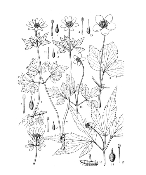 Natural compounds from  Anemone raddeana